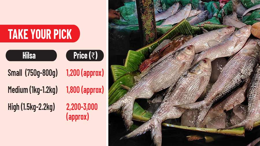 Hilsa the taste of the season across Kolkata markets