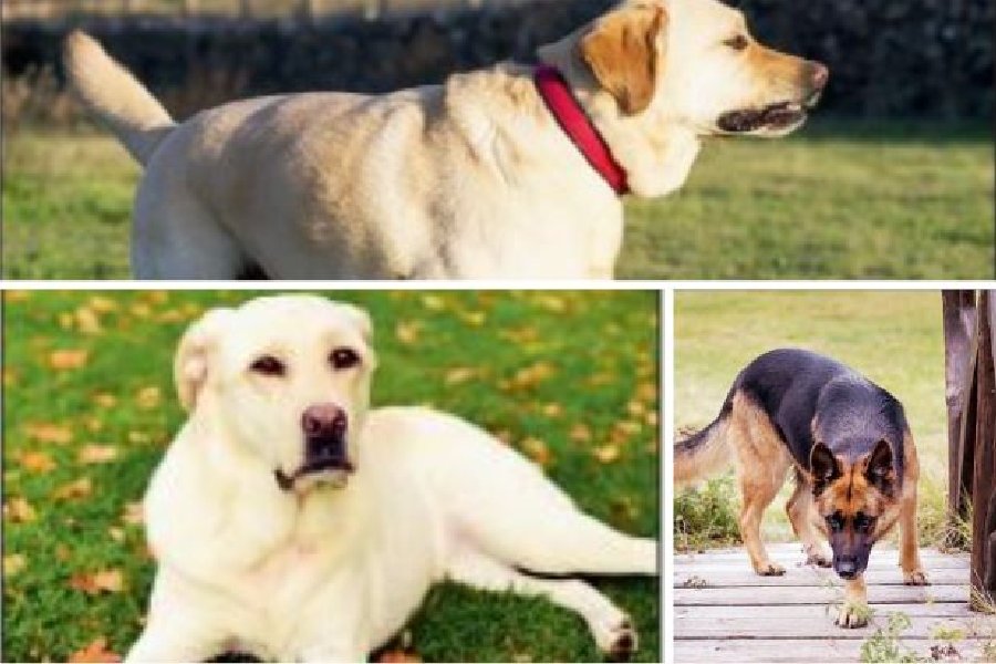 Large breeds like German Shepherd Dogs, Golden retrievers, Labrador retriever and St Bernards are most susceptible to hip dysplasia