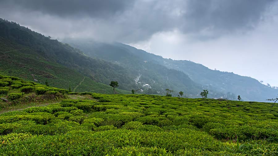 Peshok Tea garden on way to Chota Mangwa from Darjeeling