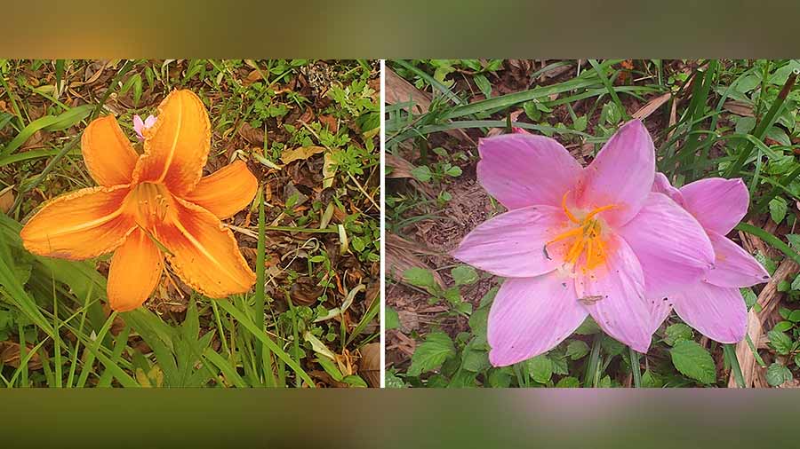 Various kinds of lilies bloom at Chota Mangwa