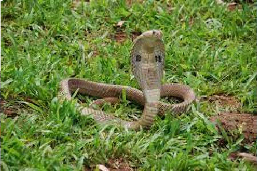 snake catchers: Why farmers, security guards are turning into snake catchers  in Kolkata - The Economic Times