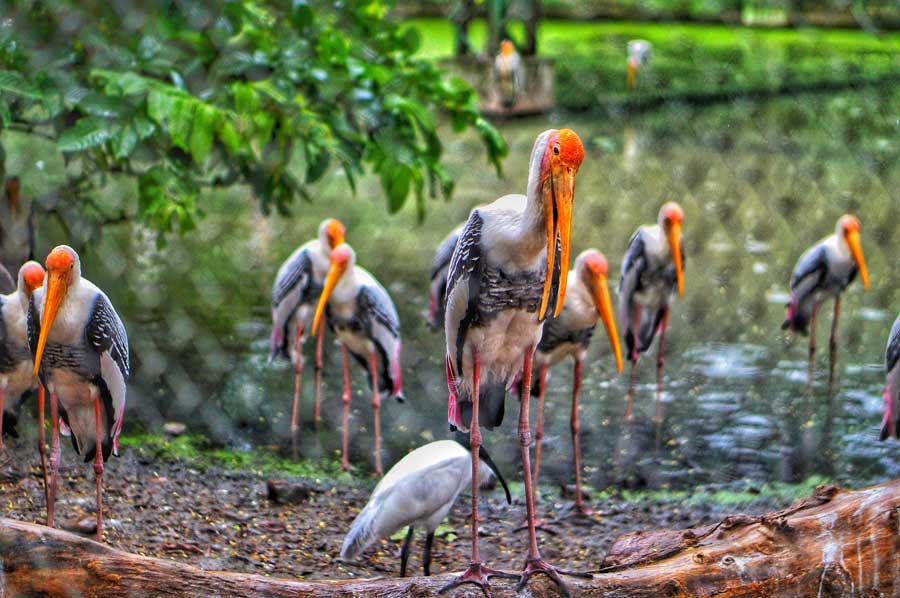 A group of painted storks stands still during rain at Alipore zoo on Wednesday afternoon