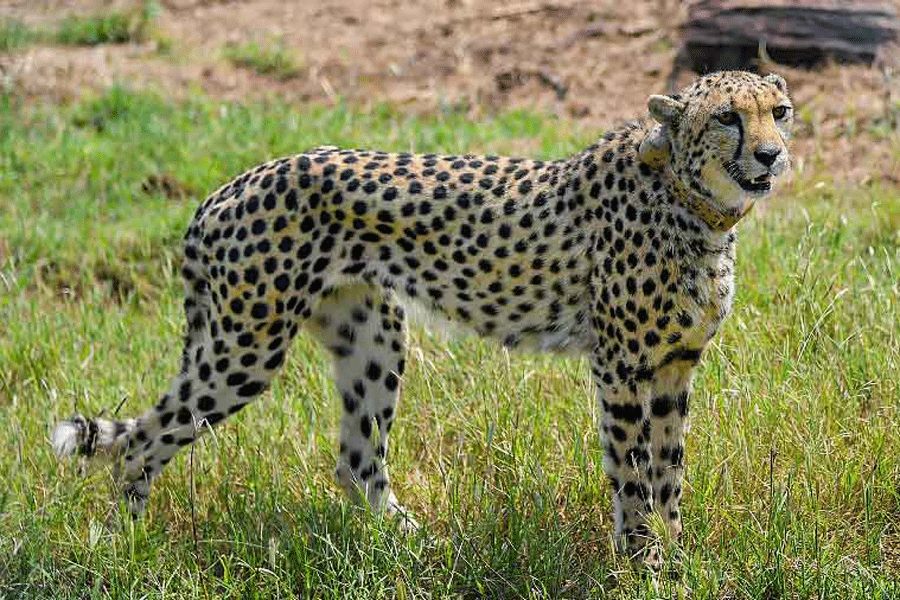 South African cheetahs | Doubts over cause behind South African male  cheetah's death at Kuno National Park - Telegraph India