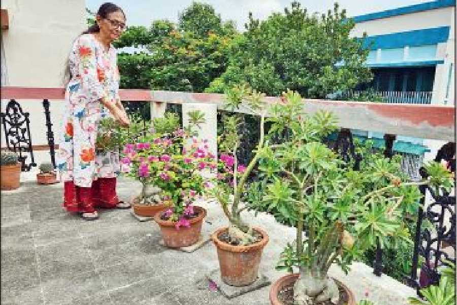 Gopa Choudhury admires an Adenium on her terrace