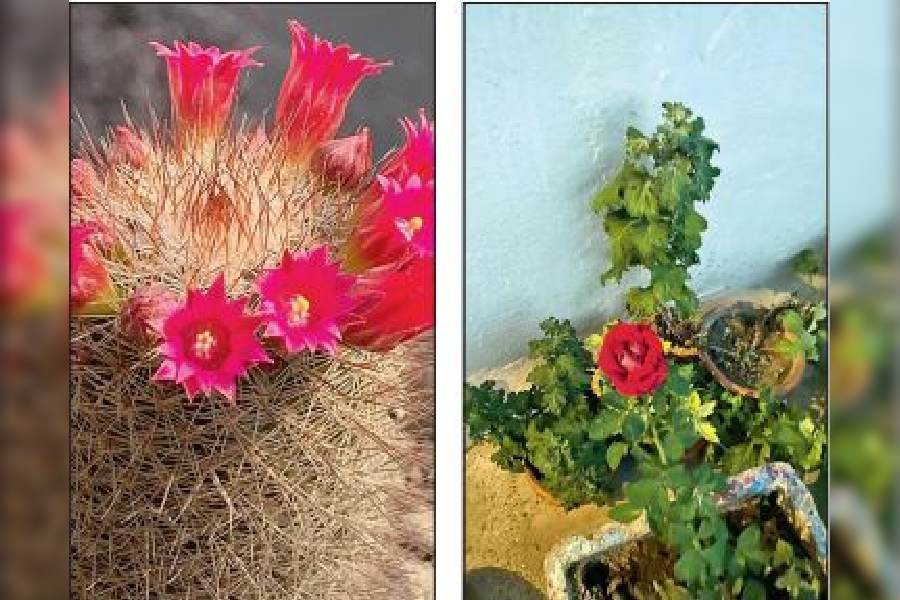 Flowers bloom on a Cactus under Choudhury ’s care. (Right) A summer Rose