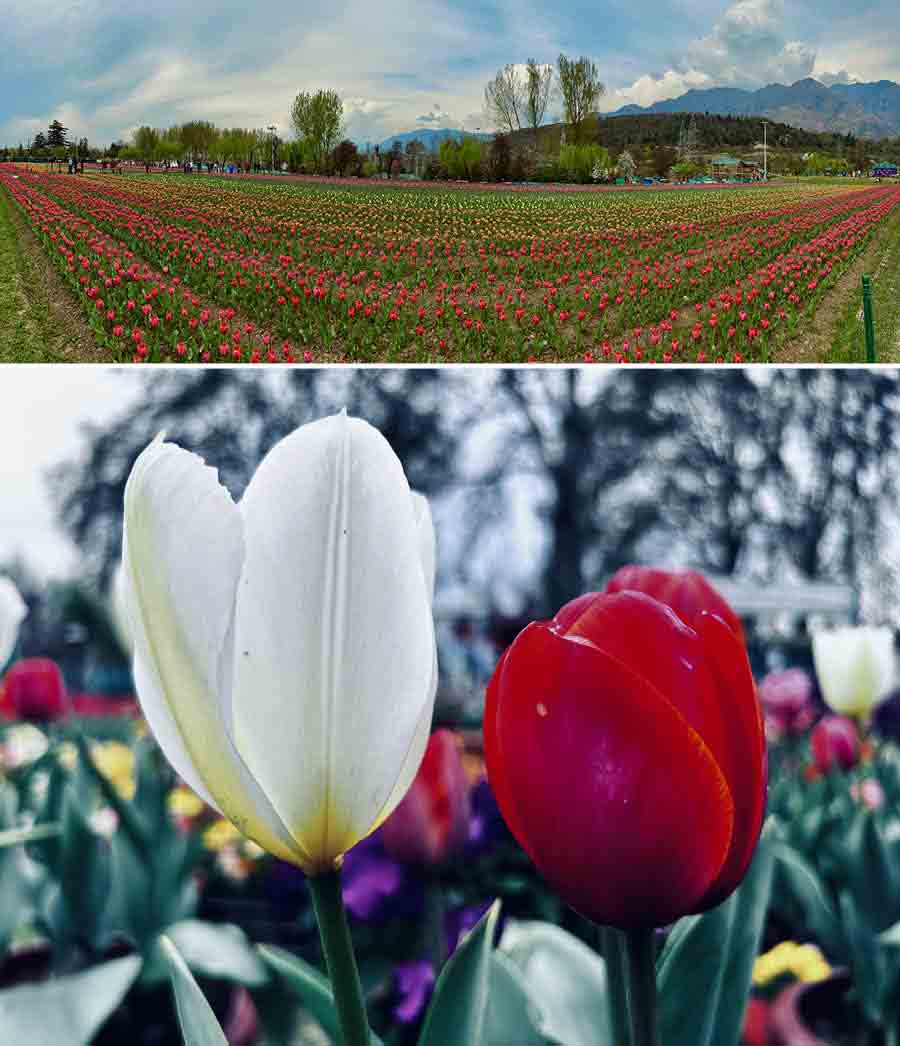 (Top) Rows of tulips in vivid colours at Tulip Garden, Srinagar. Since childhood, visiting this garden had been my dream. Standing in the midst of these exotic tulips, I was reminded of the immortal ‘Yeh kahaan aa gaye hum’ from ‘Silsila’ and (above) a beautiful pair of tulips 