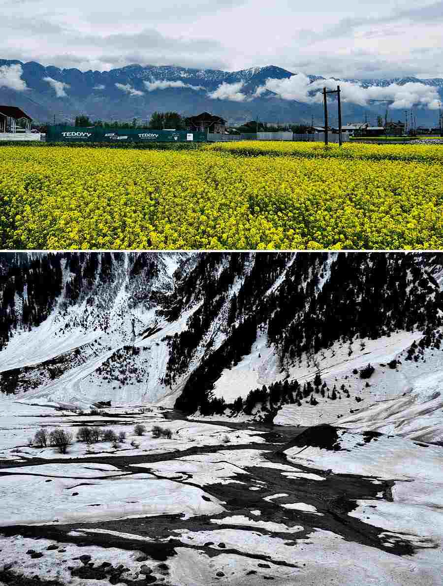 (Top) Lush mustard fields on our way to Sonmarg and (above) a snap taken at Baltal in Sonmarg. The river Sindh originates from the Thajiwas glacier and flows from this part