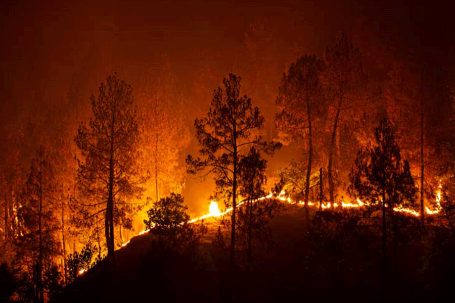 forest fire | Wildfires in Spain's La Palma island forces evacuations ...