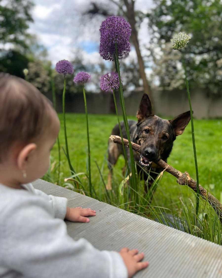 Priyanka’s husband Nick Jonas adopted German Shepherd Gino about three years ago. In the frame, we can see Gino playing with Priyanka and Nick’s daughter Malti Marie Jonas.