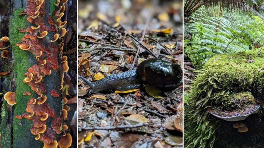 The rainforest ecosystem of Melba Gully National Park is thriving with life including a plethora of mushrooms and ferns, birds like the Yellow-Tailed Black Cockatoos, mouse-like Antechinus, and the elusive Otway Black Snail (in picture)
