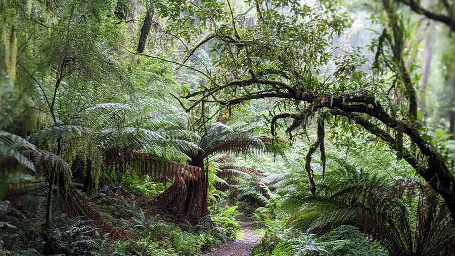 The rainforest is home to Myrtle Beech, Blackwood and tree ferns with an understorey of low ferns and mosses