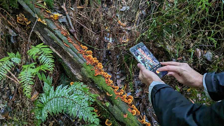 Look around and you will spot dark or orange wild mushrooms, their conical shapes filtering water into the earth and barks 