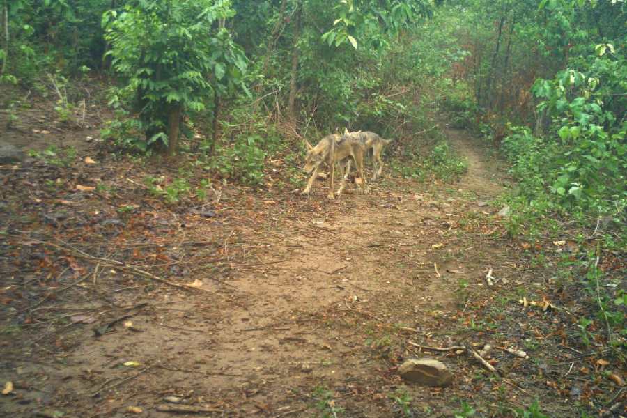A trap camera image of the pair of wolves clicked in a forest pocket in Bandwan of Purulia on the morning of June 25