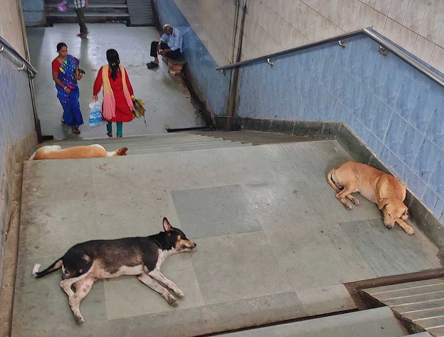 Stray dogs take shelter in a subway at Kestopur to stay away from the heat. The sun played hide and seek on Thursday morning making it a hot and humid day for Kolkata 