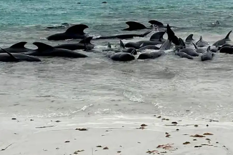 Race to save almost 50 pilot whales after same number die in mass stranding  on WA beach, Whales