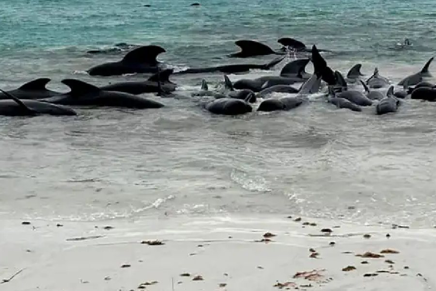 Volunteers working to save nearly 100 beached whales in Australia, but more  than half have died