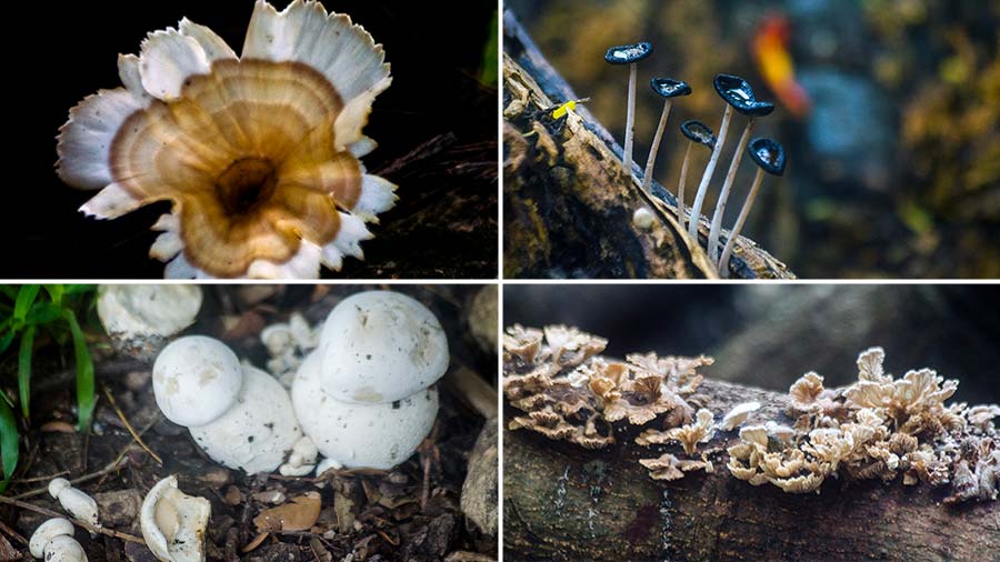 (Clockwise from top left): A Wine Glass Fungus, a cluster of Black Ink Cap Fungi, a cluster of Split Gill Fungus and Puff Ball Fungi