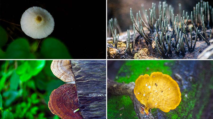 (Clockwise from top left): It is not a flower but a toadstool popping above the green leaves, Dead Man’s Finger Fungi, a circular bracket fungus and two different types of semi-circular bracket fungi   
