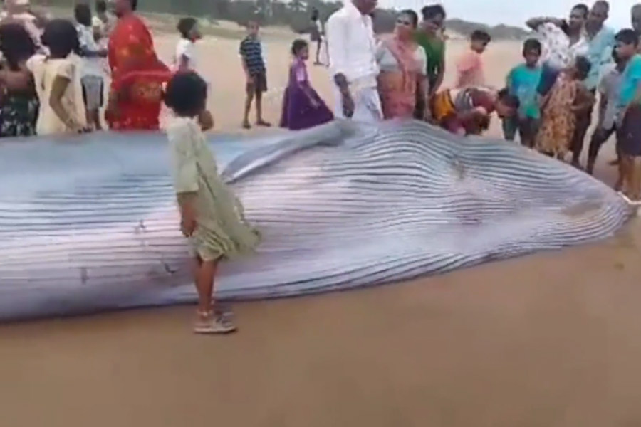 Andhra Pradesh | Blue whale washes ashore at Meghavaram beach in Andhra