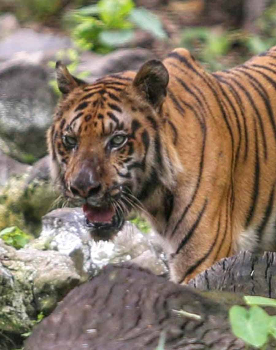 To observe International Tiger Day, various events and talks are being held and planned in the city. International Tiger Day began in 2003 by 13 tiger range countries as an initiative to spread awareness about tiger conservation. The International Tiger Day is celebrated annually on July 29 