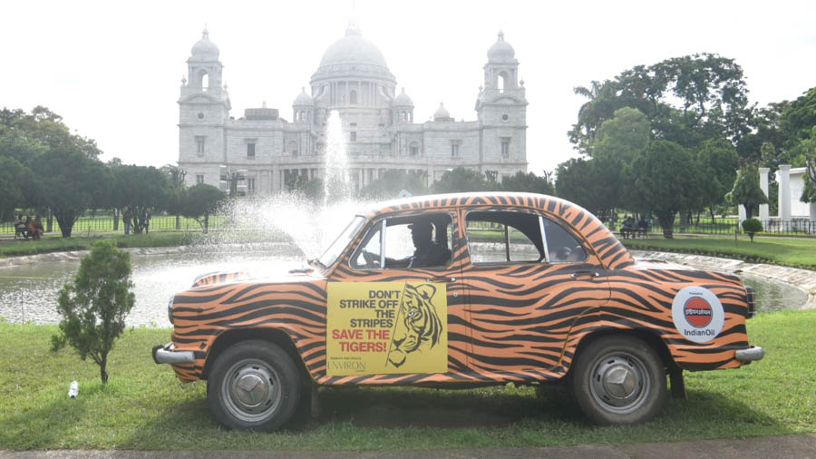 The tiger, Victoria Memorial, and the yellow taxi together would serve as a powerful representation of the city’s rich heritage