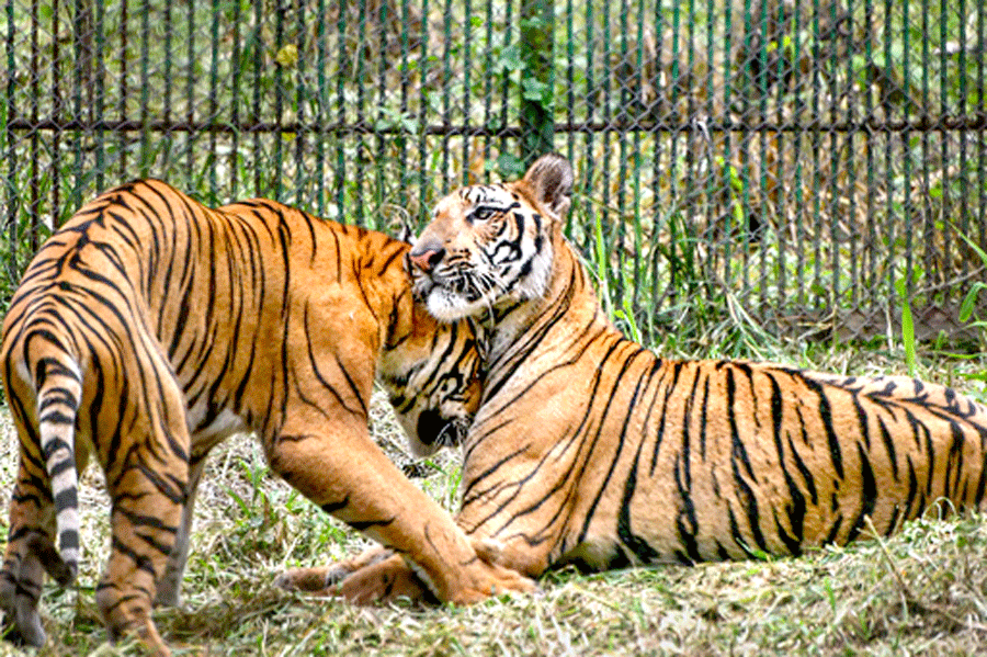 Tigers Pictures  Download Free Images on Unsplash