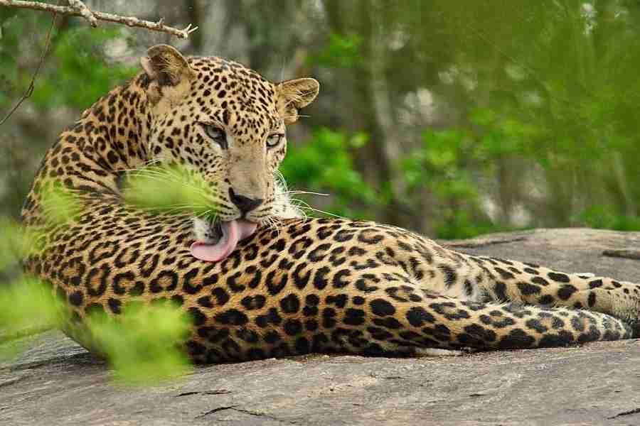 A leopard in Yala National Park