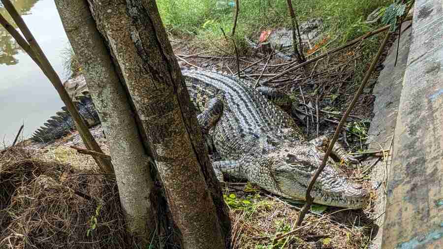 Still as a statue and caked in mud, this ‘dragon of the Sunderbans swamps’ was the star attraction during the time My Kolkata visited the rescue centre