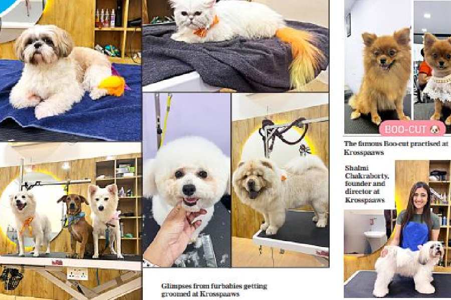 Glimpses from furbabies getting groomed at Krosspaaws