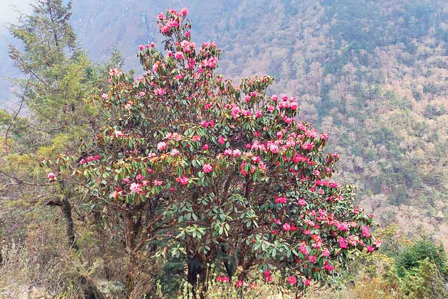 Rhododendrons along the way