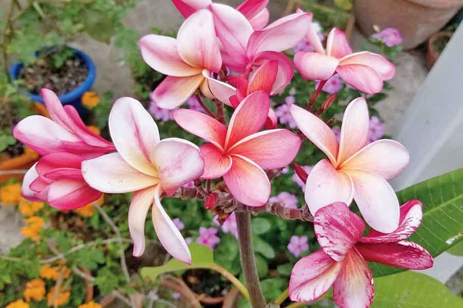 Numerous varieties of Frangipani in the township