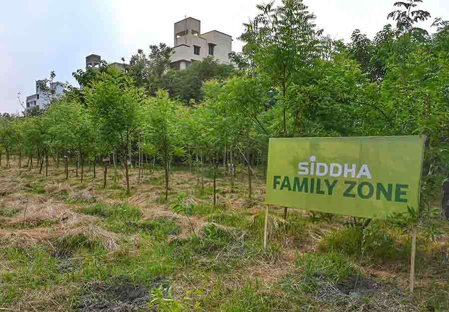 The plantation drive by Siddha group was held at New Town Kolkata Development Authority (NKDA) Green Verge No. 5, near the bustling Owl More in New Town. An average person consumes oxygen from 16 trees throughout their lifetime, so it is our responsibility to give back — this was the mission statement that brought together Siddha Group, Mrittika Earthy Talks and Harimitti for the green drive. 