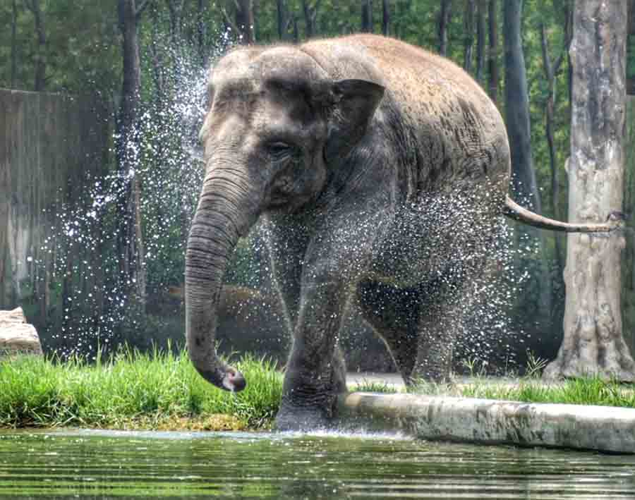 An elephant enjoys a cool bath in the scorching heat at Alipore zoo on Thursday. This week, the weather condition was mostly hot and humid. The maximum temperature on Sunday in Kolkata was recorded to be around 37.2 ˚C by IMD  