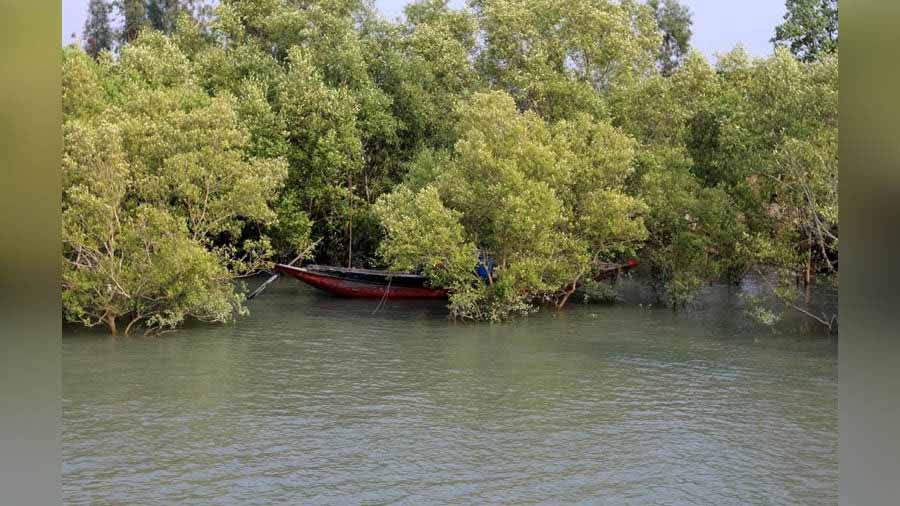 Mangroves in the Sunderbans
