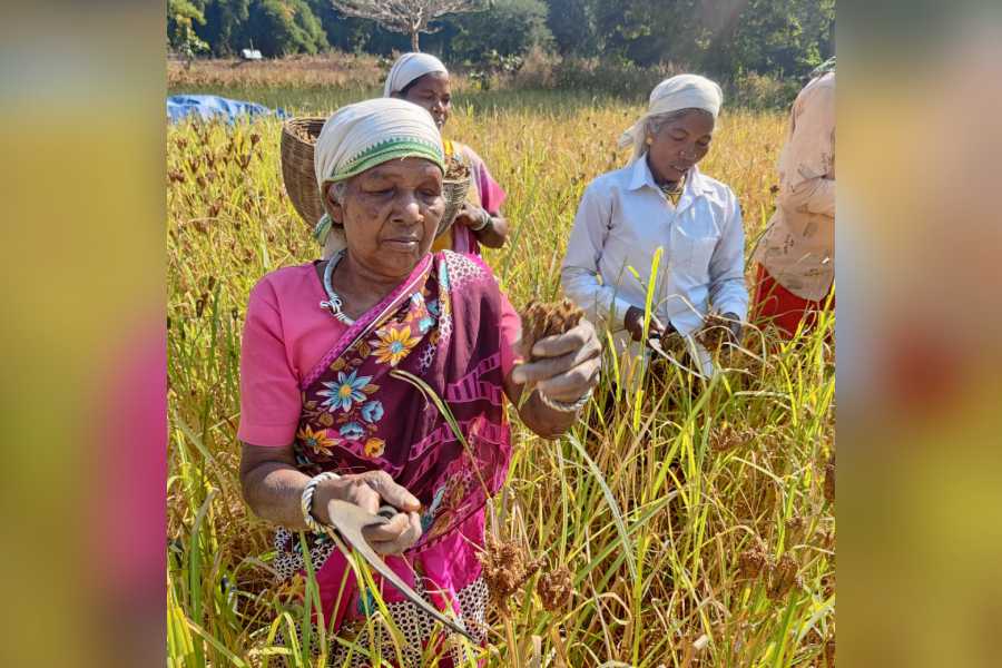 essay on agriculture of chhattisgarh