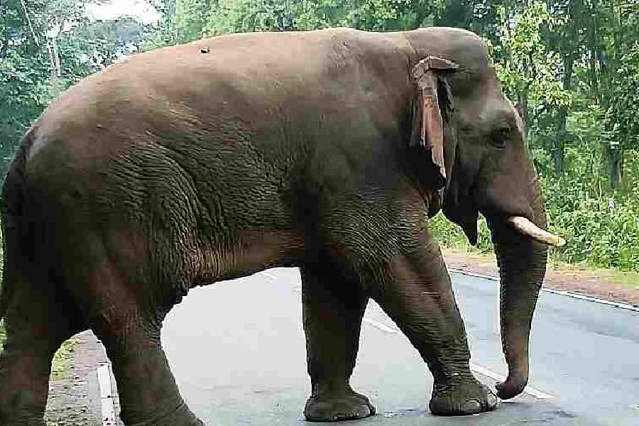 Forest Guard Killed by Elephant in Jaldapara Wildlife Sanctuary, Old Firearms Blamed