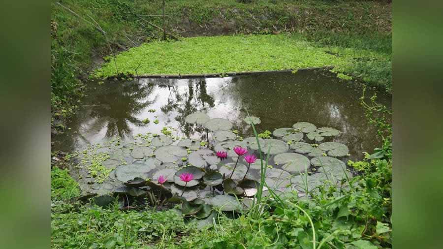 Dragonfly park with ‘Guerrilla Gardening’