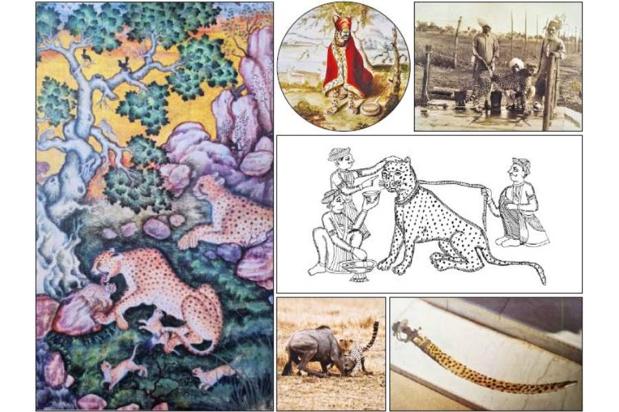The Story of India’s Cheetahs is exhaustive in tracing the history of the cheetah, the reasons for its popularity across the continents and its extinction in India - Telegraph India