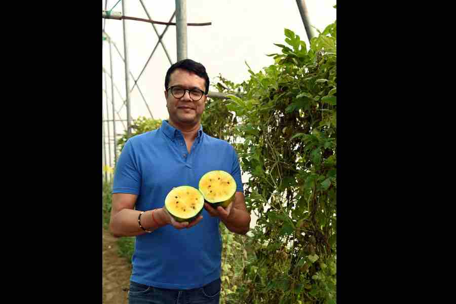 Suresh Agarwal, founder of Greenic Farms, shows us a very rare yellow watermelon produced at Greenic Farms this summer