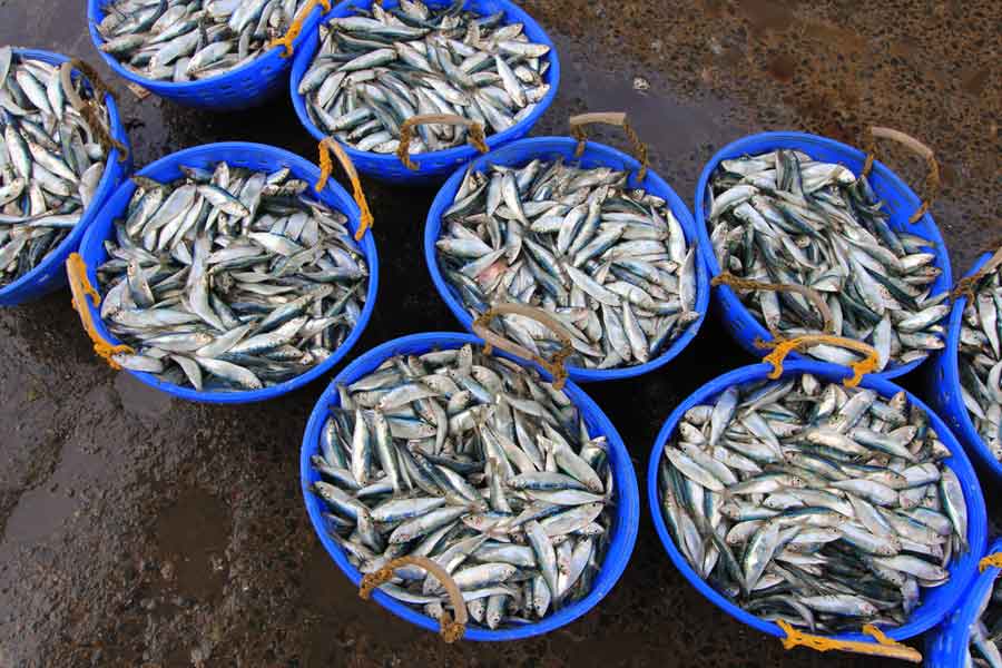 National Fisheries Policy  A fish a day: Editorial on the need to strike a  balance in India's fishing practices - Telegraph India