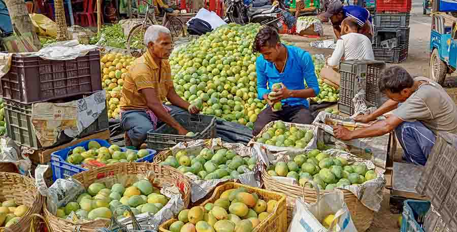 Workers pack mangoes in boxes  at a wholesale fruit market on the outskirts of Malda on Tuesday  