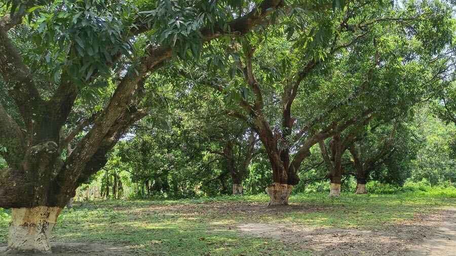 A mango orchard at Majdia in Nadia district