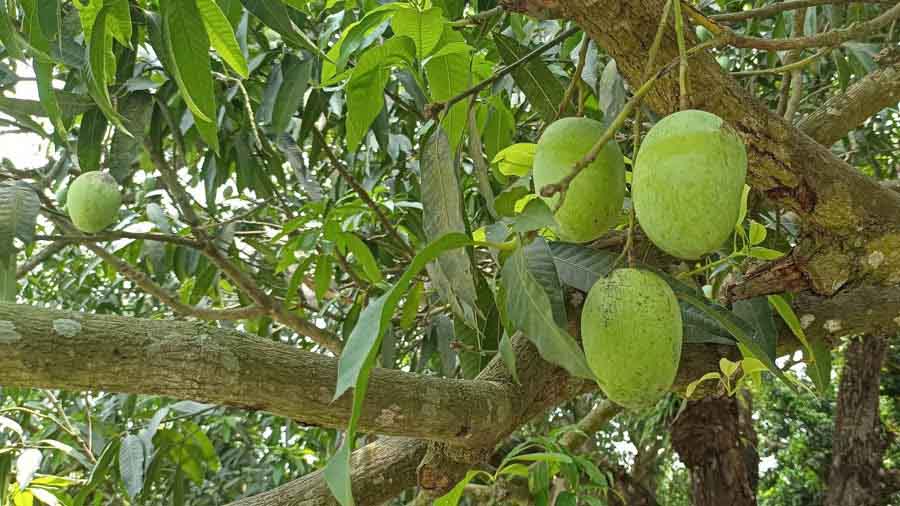 Raw Himsagar mangoes dangling from the tree