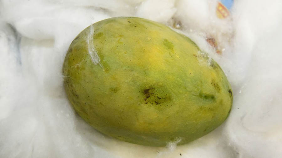 Kohitur mangoes from Murshidabad are wrapped in cotton to keep it fresh. They are priced between Rs 500 to Rs 700 per piece