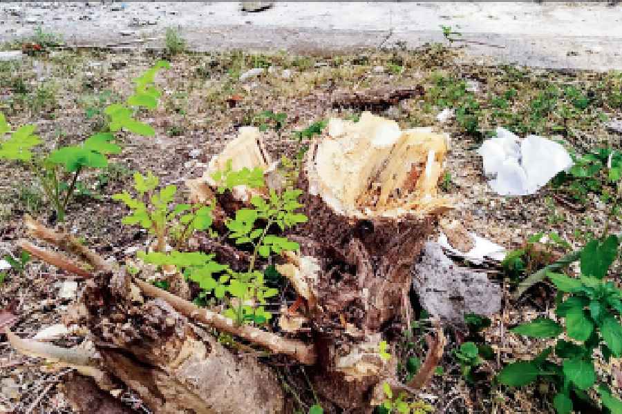 The stub of a tree that was chopped off in Baisakhi Abasan