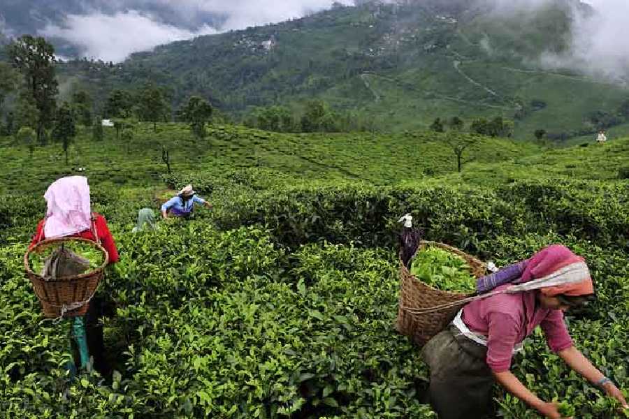 Darjeeling Tea in Tea 