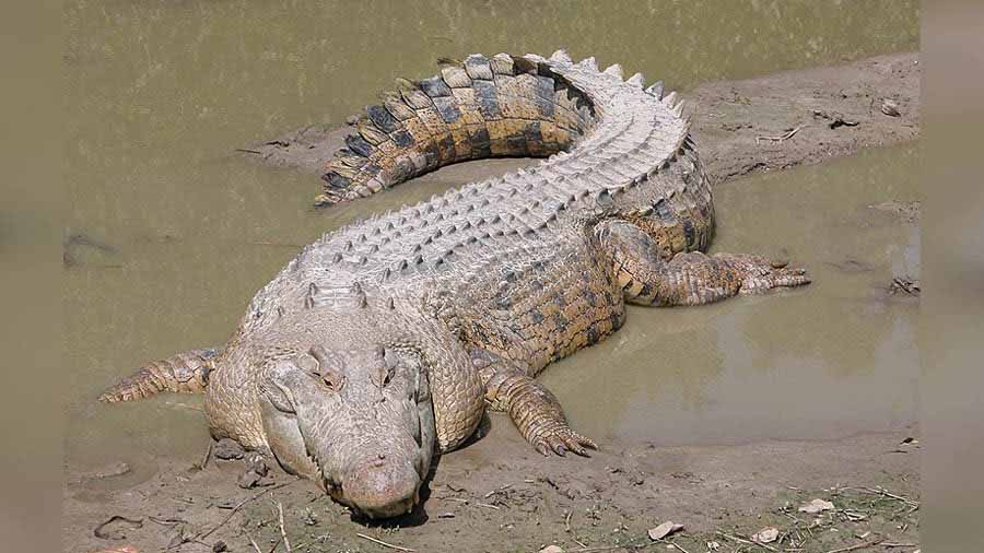 Saltwater crocodile of eastern India  
