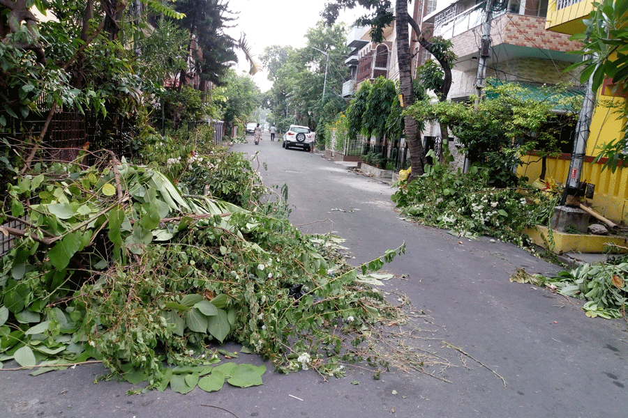 Trees in AB Block were trimmed pre-monsoon, which is not advisable.
