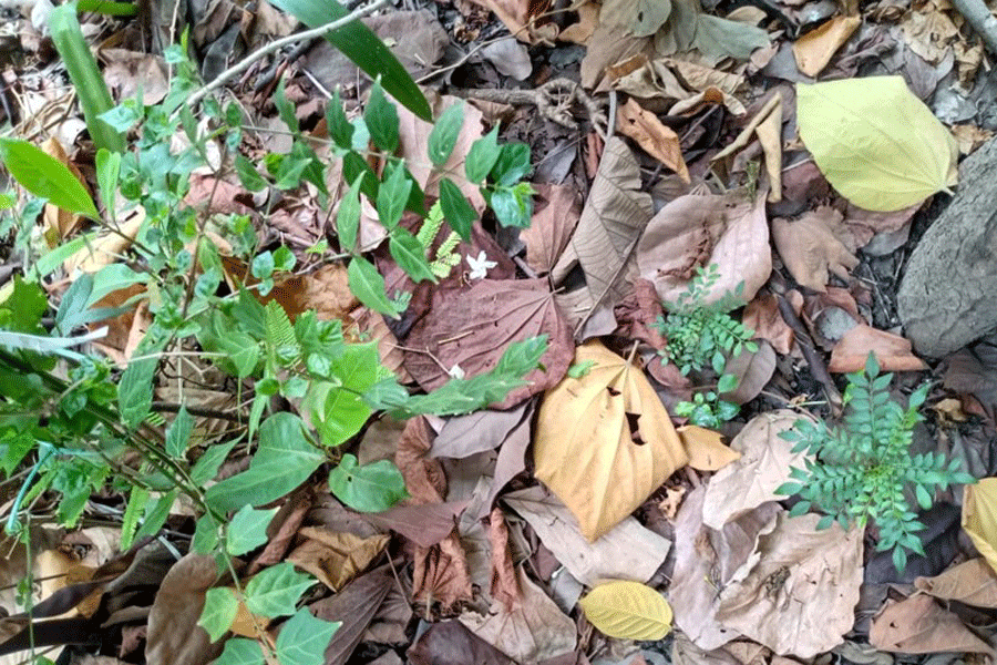 Leaf litter is great for the soil.