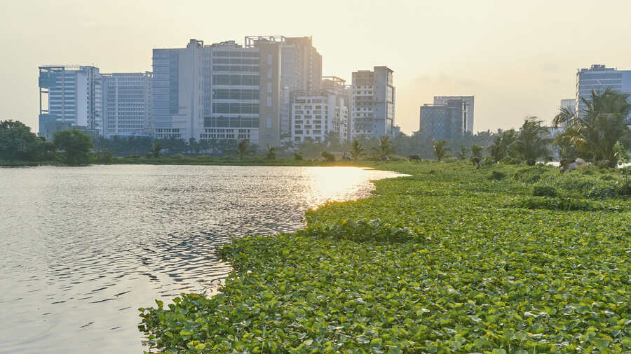 Swamp of water hyacinths covers almost half of a fishing pond at East Kolkata Wetlands, a complex of natural and human-made wetlands lying east of Kolkata. In background, silhouette of large office buildings in Sector V area are visible